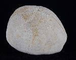Hemipneustes striatoradiatus (LESKE 1778) - Bild © FossNet FossilienStore